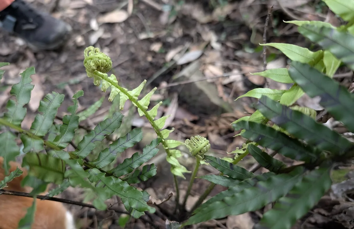Unfurling fern fiddleheads beside a hiker's boot on the trail