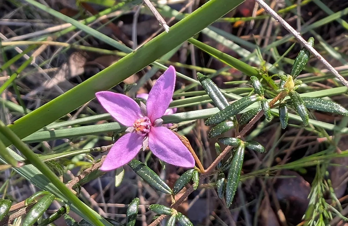 Pink five petalled native flower blooming among grass like leaves