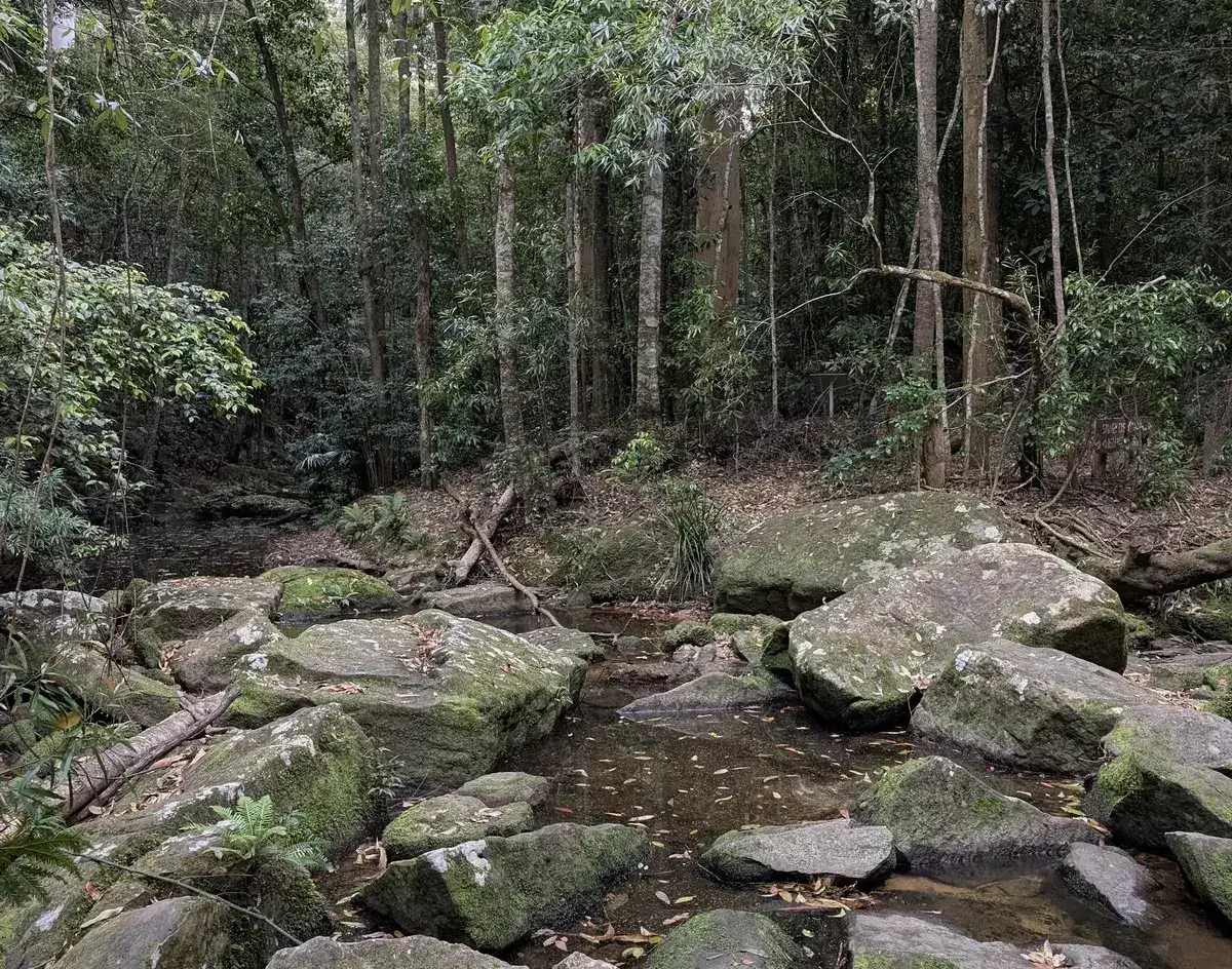 Creek lined with moss covered boulders in rainforest near Strickland