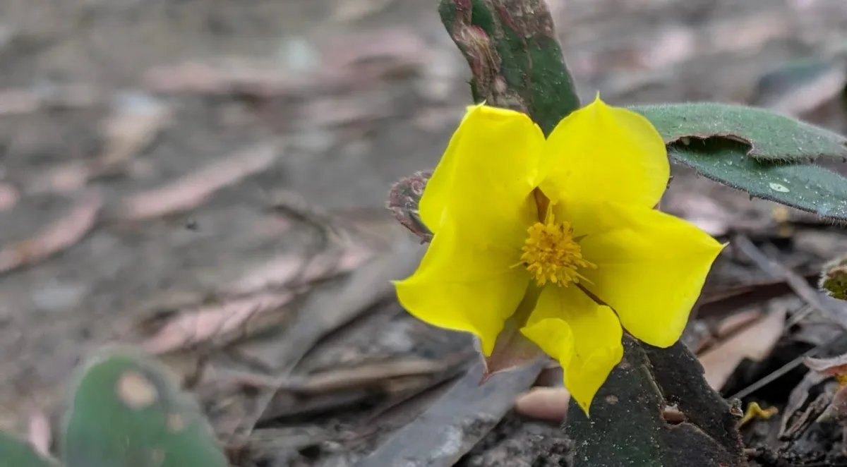 Bright yellow flower blooming on the forest floor near Niagara Park