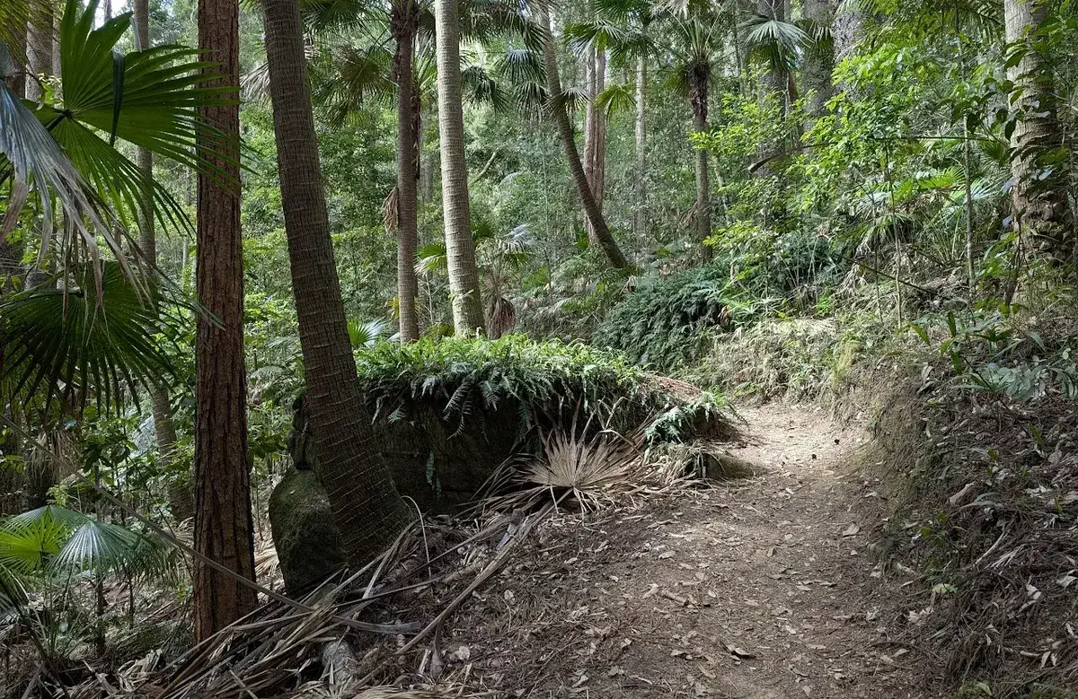Sunlit path through a grove of cabbage tree palms near Strickland
