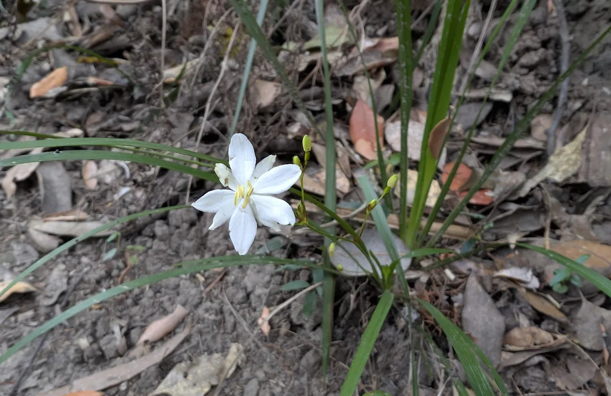 White star shaped lily flower rising from strappy grass leaves