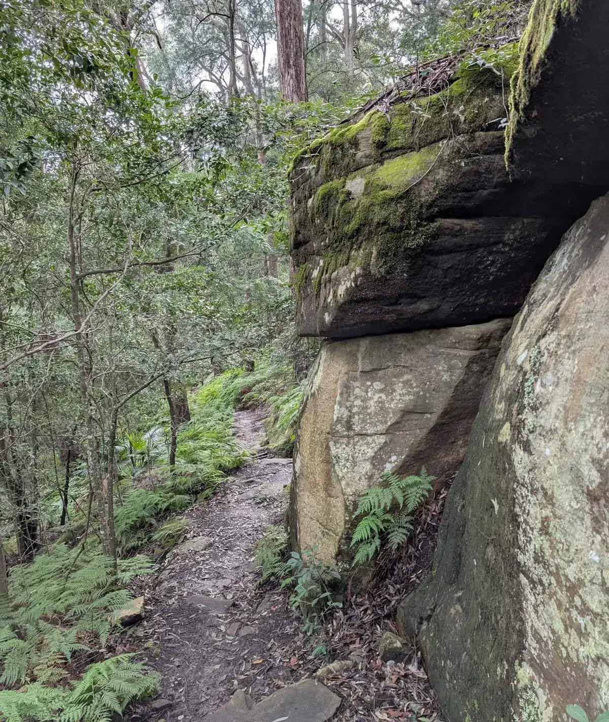 Narrow trail beside a mossy sandstone overhang on the walk to Strickland