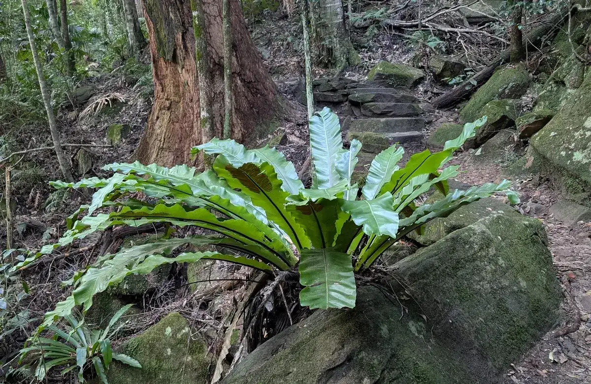 Bird's nest fern beside stone steps on the forest track
