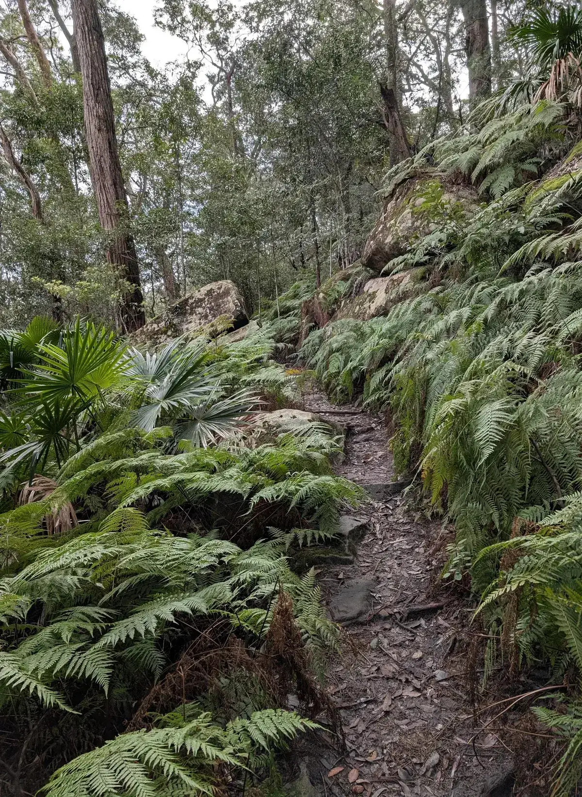 Fern lined trail climbing past mossy boulders toward Strickland