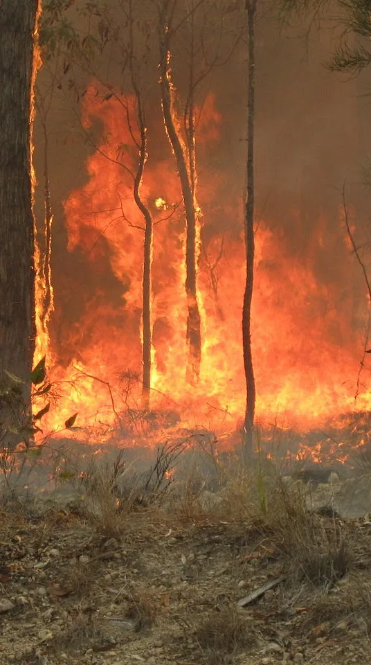 bushfire