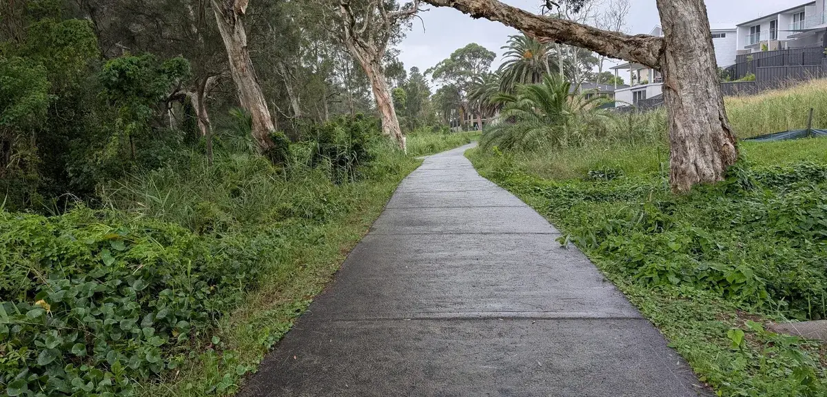 shaded path beneath a fallen tree branch near waterside houses