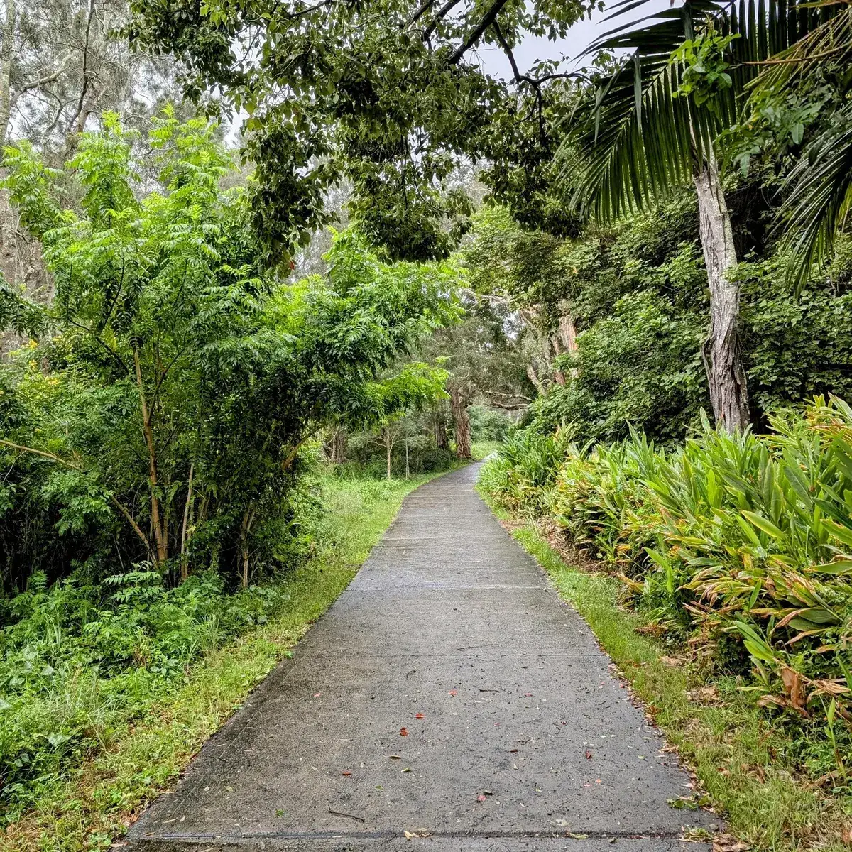 narrow bush path overhung with palms and dense greenery