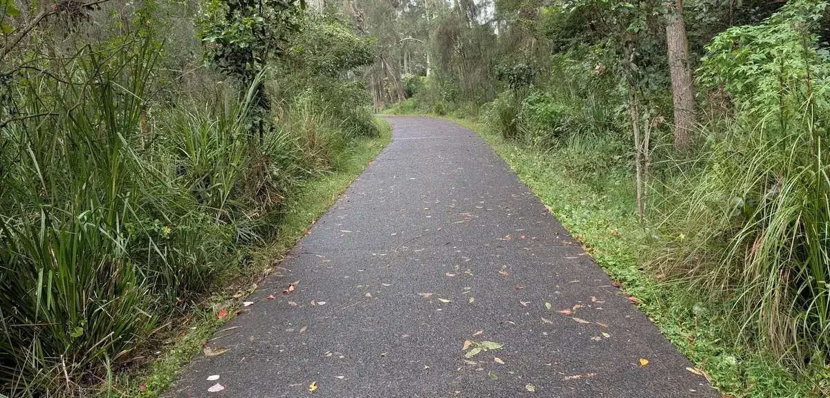 leaf littered asphalt path winding through bushland beside the lake