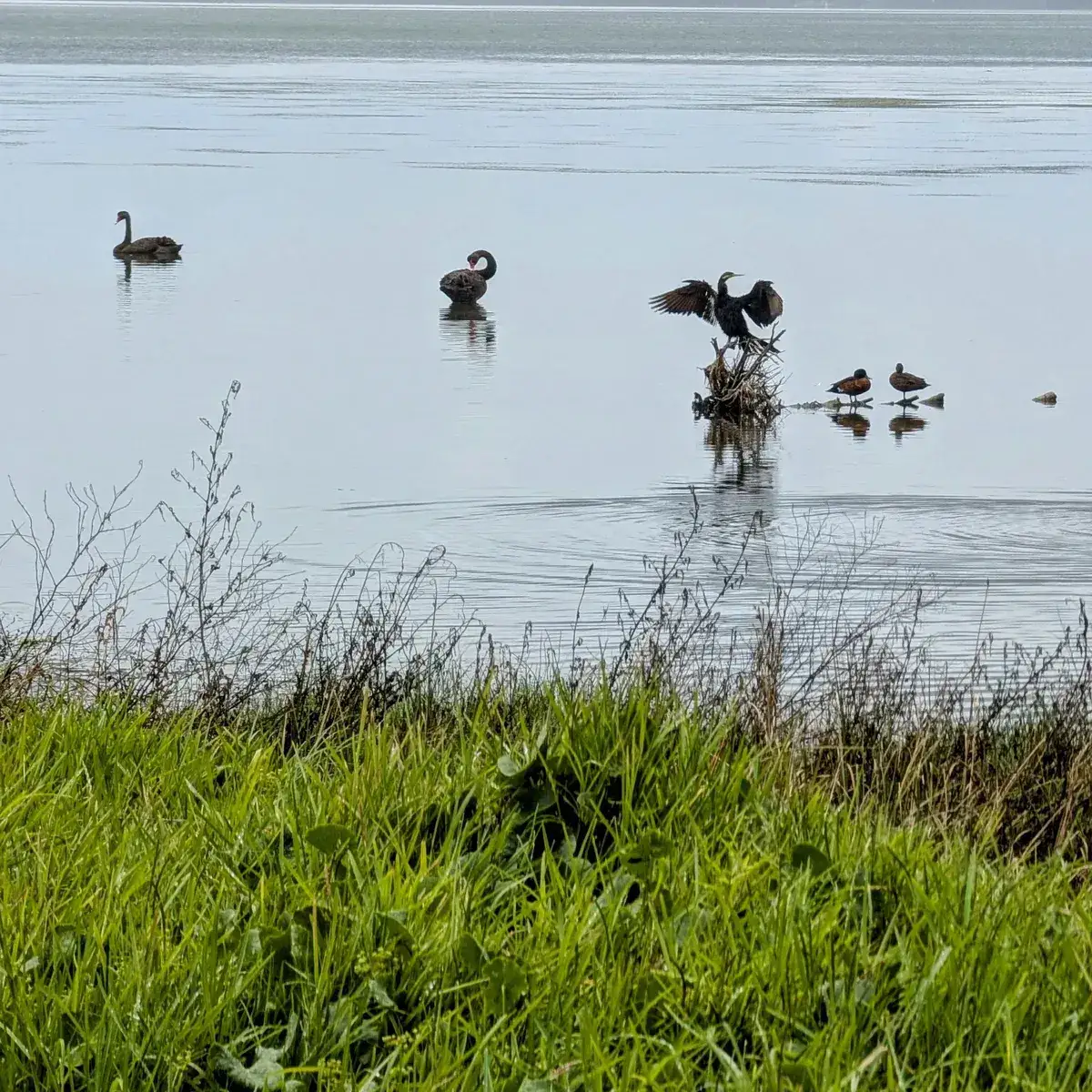 black swans and a cormorant among waterbirds resting on Tuggerah Lake