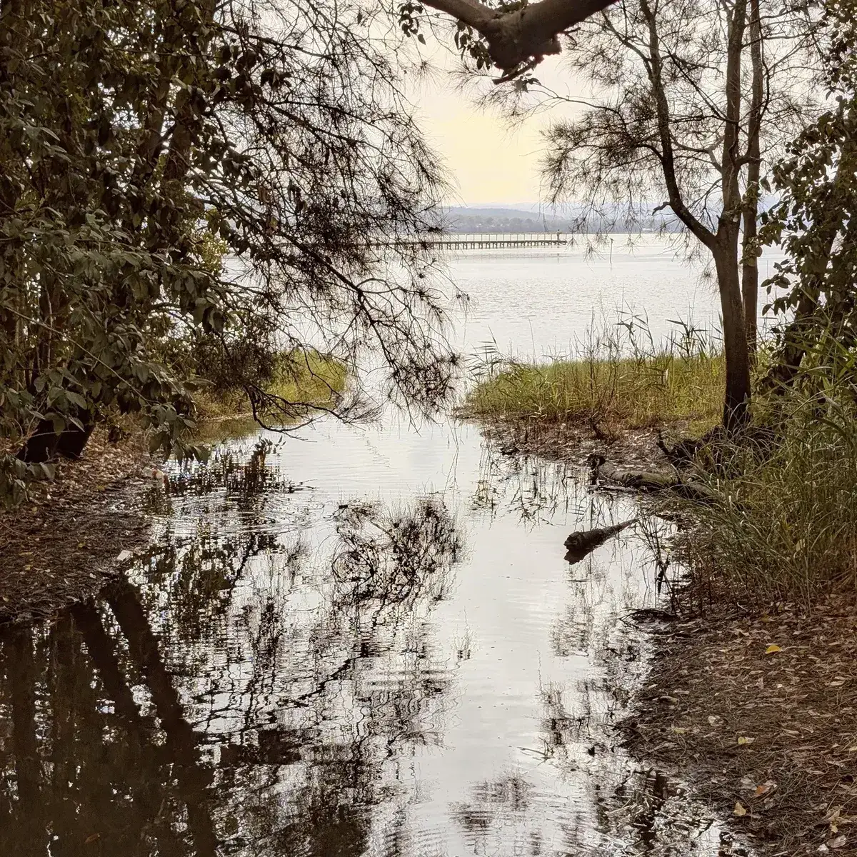 view through trees to a distant jetty over Tuggerah Lake at dusk