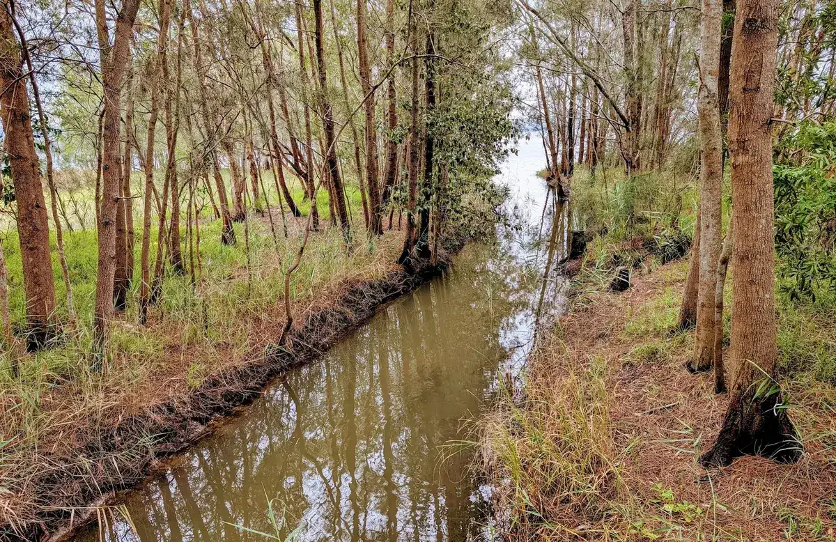 still creek reflecting paperbark trees near the lake edge