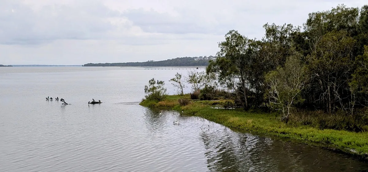 pelicans and cormorants resting on driftwood on Tuggerah Lake