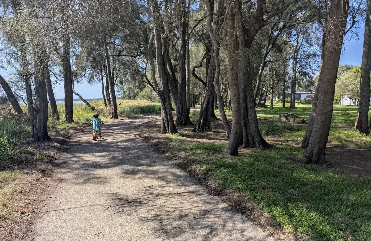 shaded path lined with paperbark trees running along the lake shore