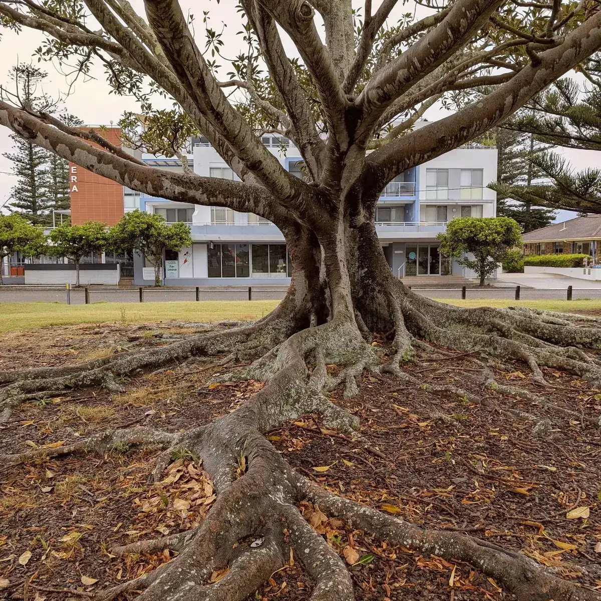 large fig tree with exposed roots opposite lakeside apartment buildings