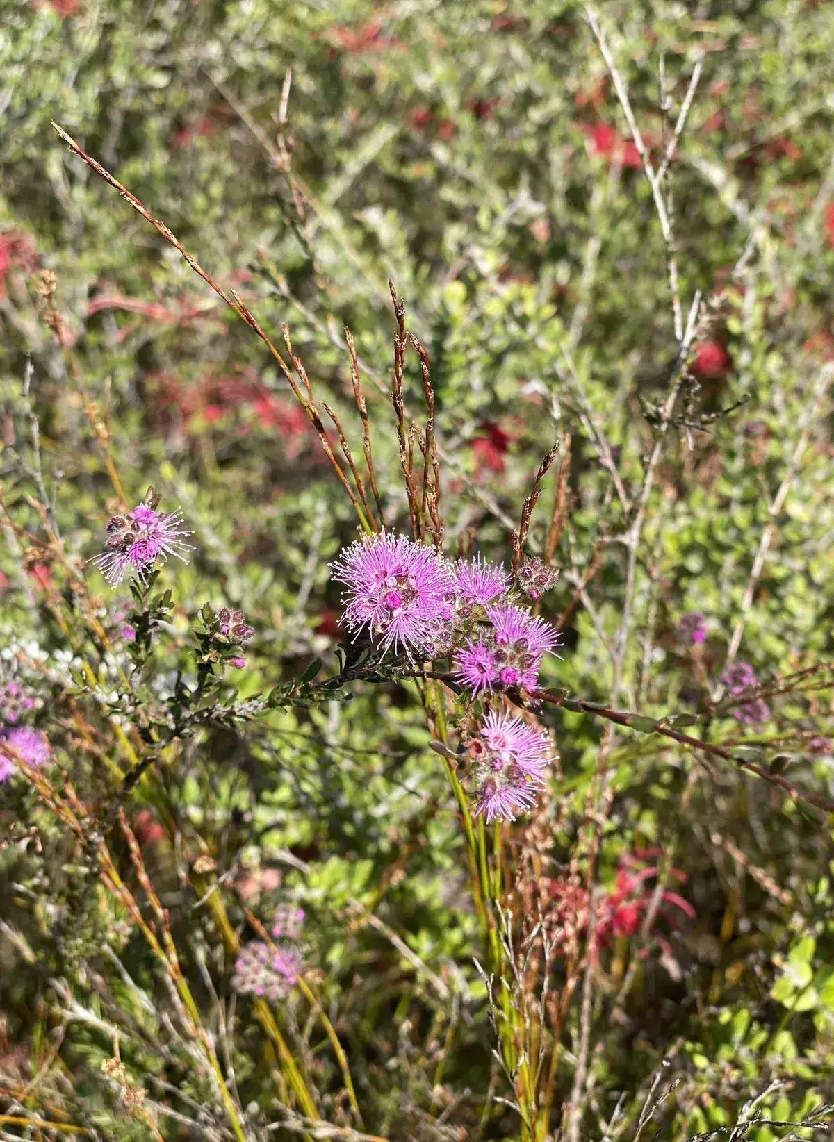 Pink bottlebrush style flowers clustered among grass on the wildflower walk