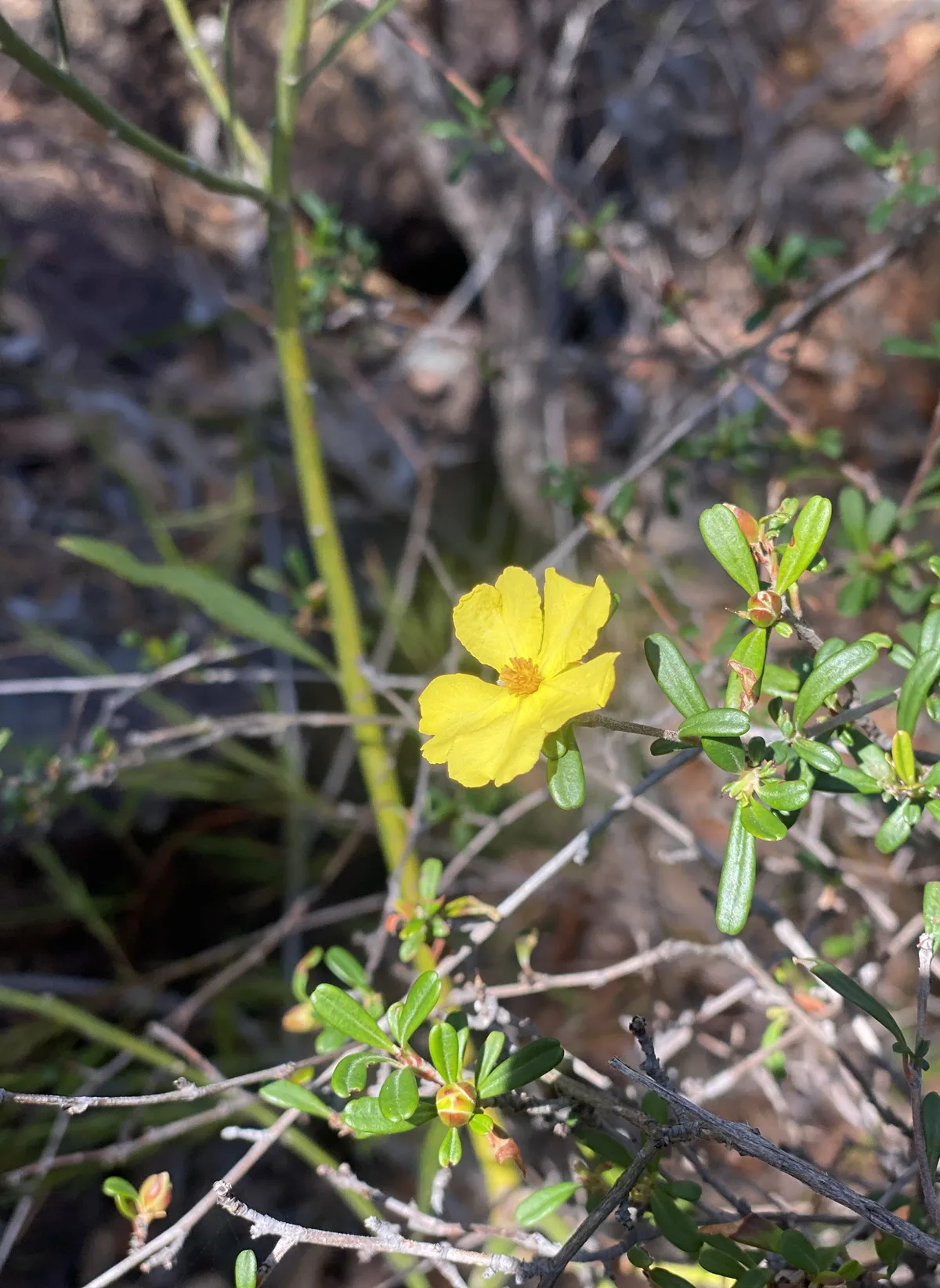 Yellow flower with glossy leaves growing beside the Umina track