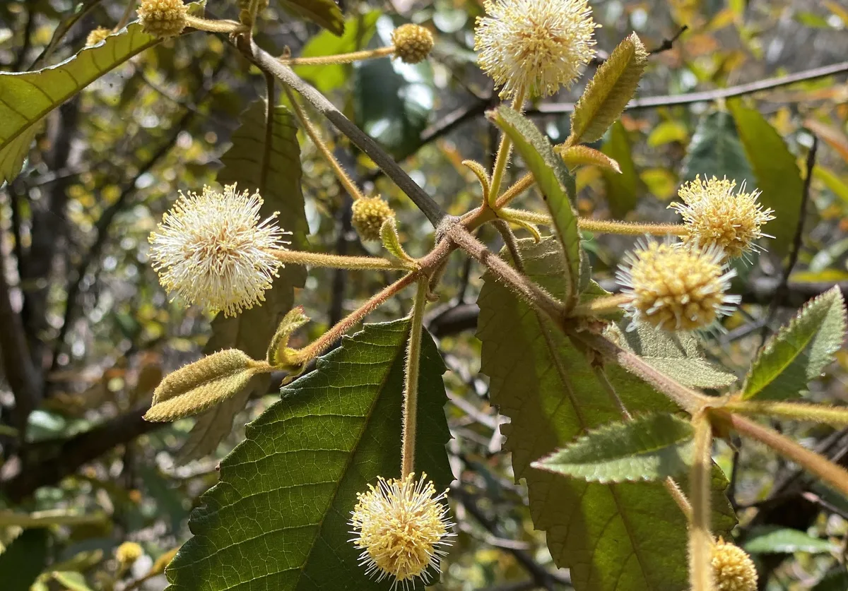 Fluffy cream pom pom flowers clustered on serrated leaves near Umina Beach