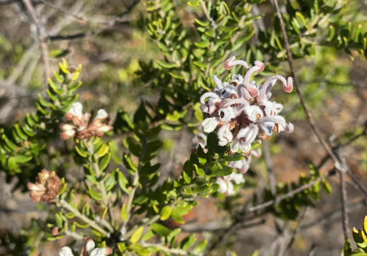 Pale pink grevillea flower with curled styles on the wildflower walk
