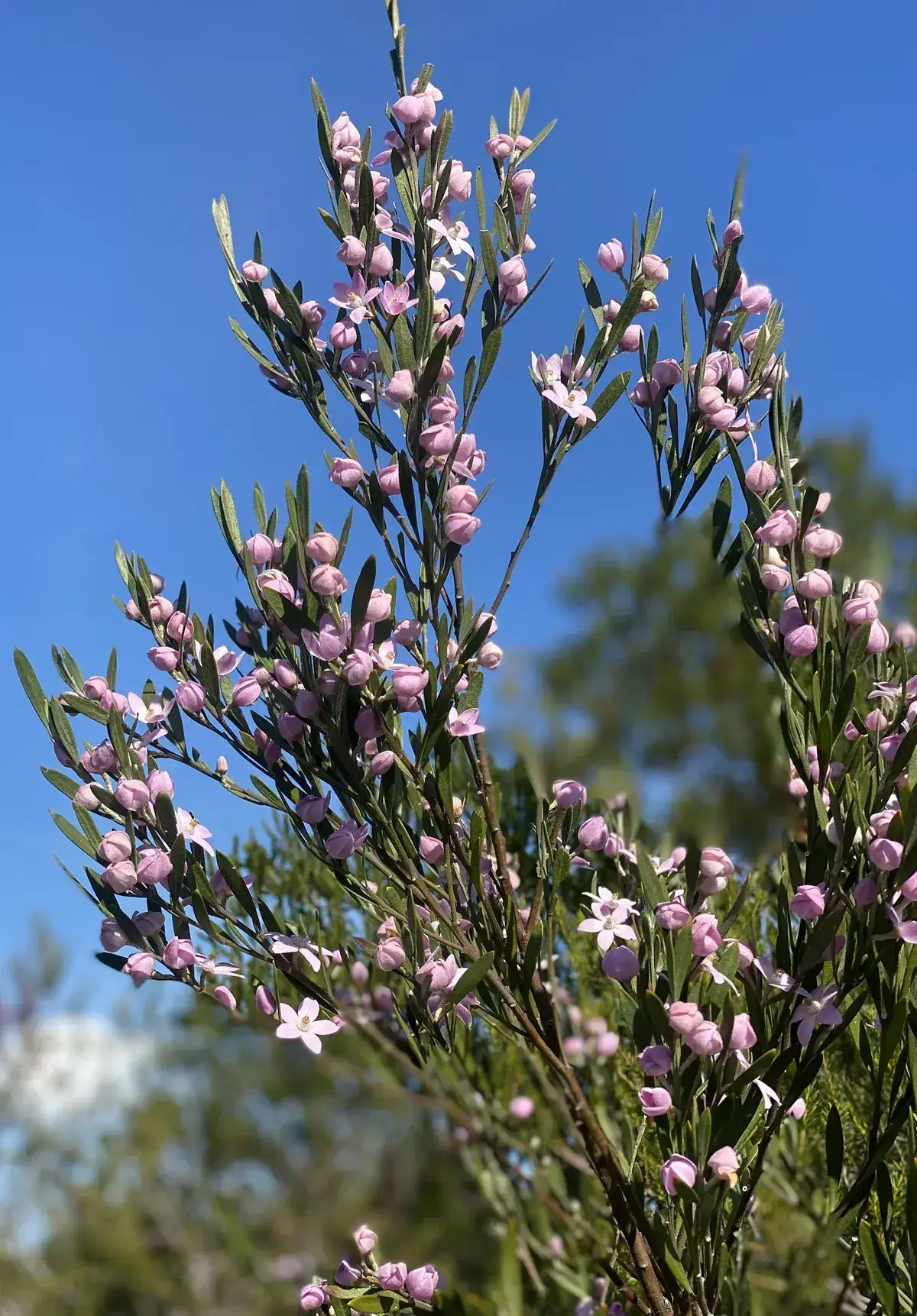Pink native shrub flowers reaching toward a clear blue sky above Umina