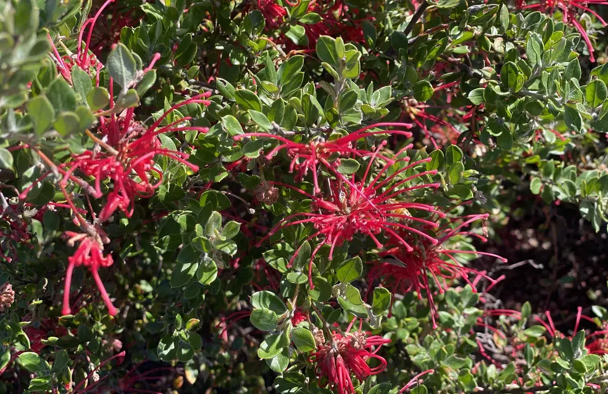 Red grevillea flower spray among glossy leaves on the wildflower walk