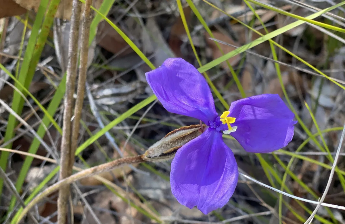 Purple native iris flower with a yellow centre among trailside grass