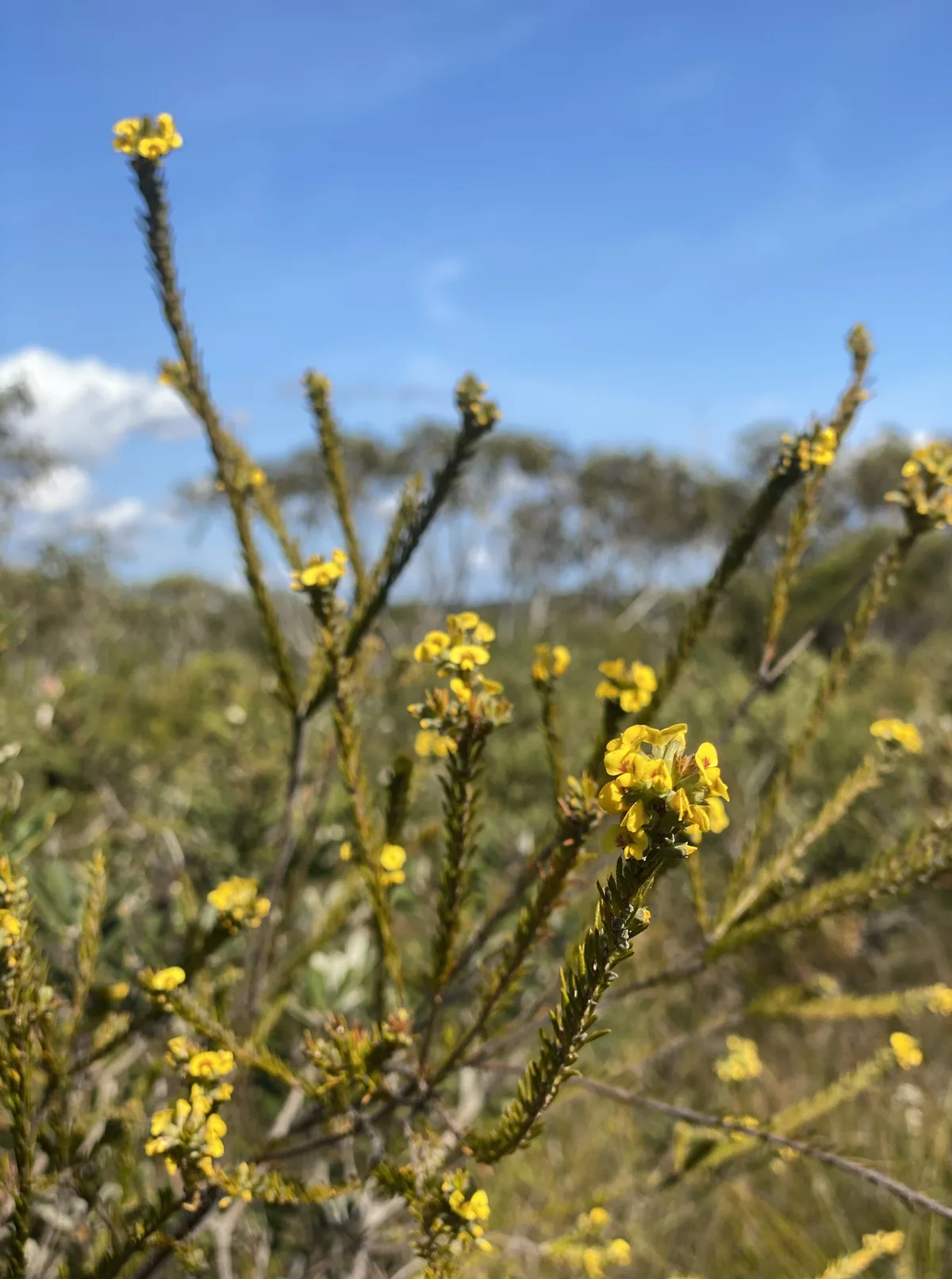 Yellow pea flowers on wiry stems across the Umina heathland
