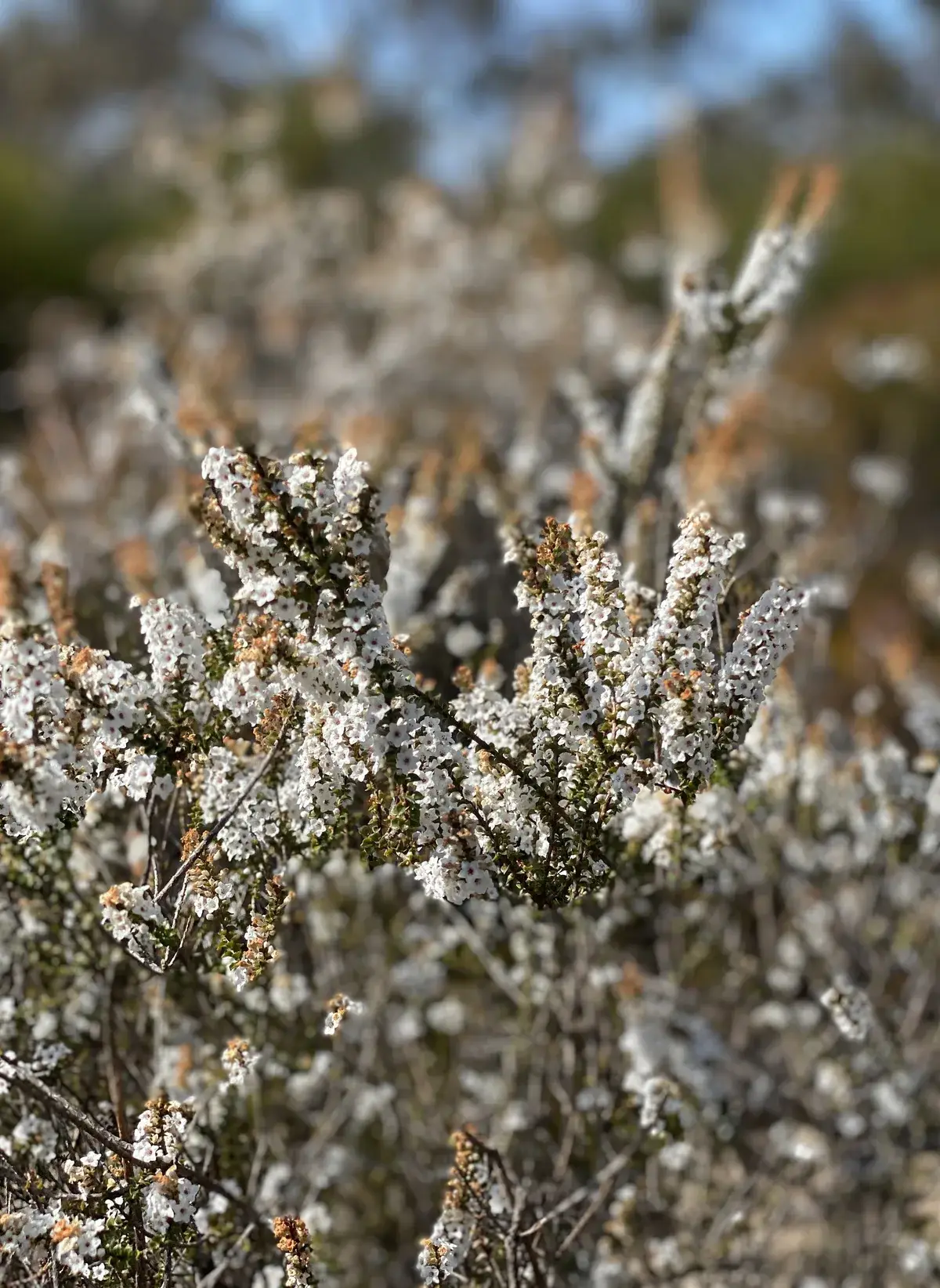 Dense white heath flower spikes covering a coastal shrub at Umina