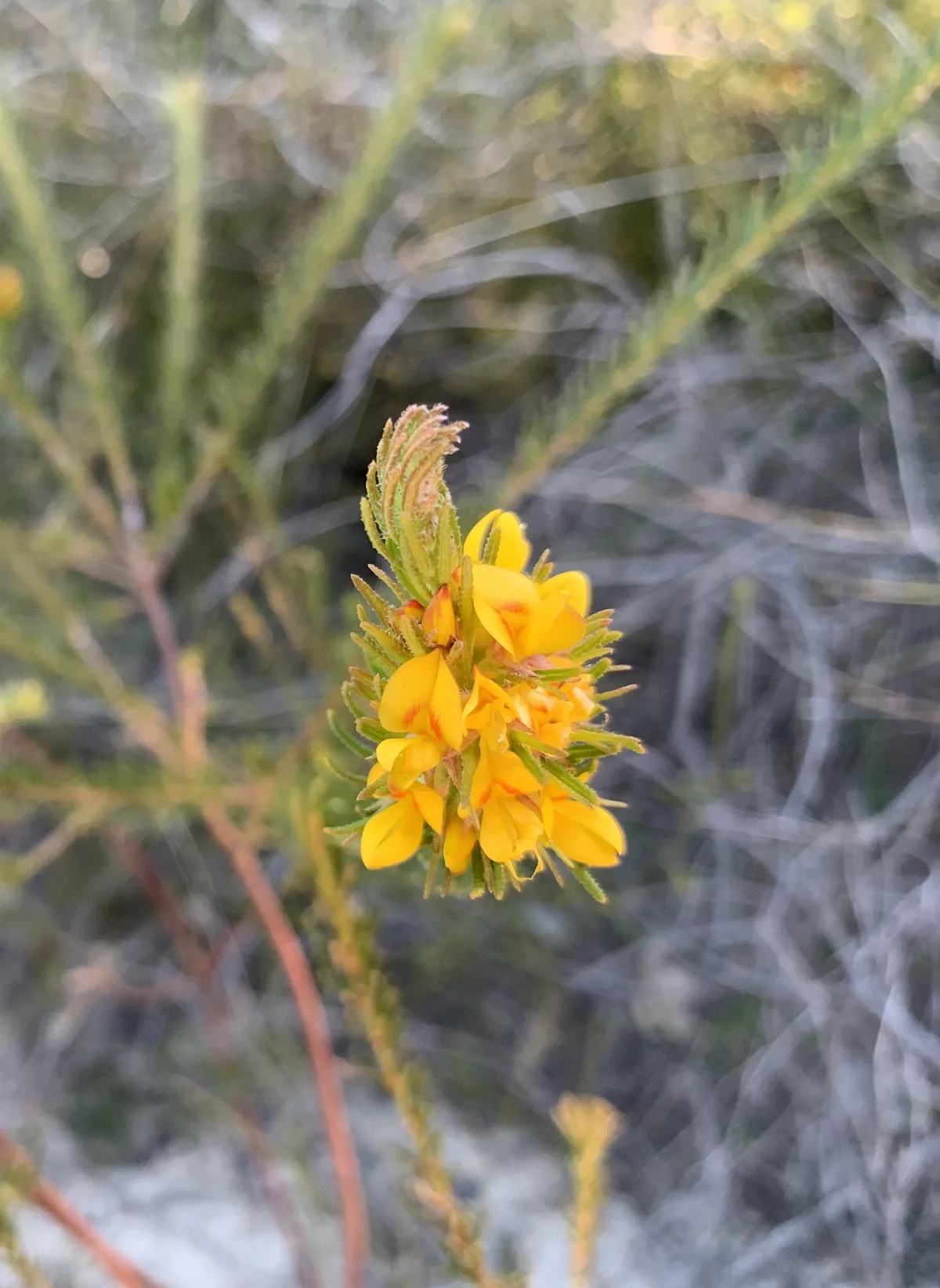 Yellow guinea flower budding beside the sandy walking track