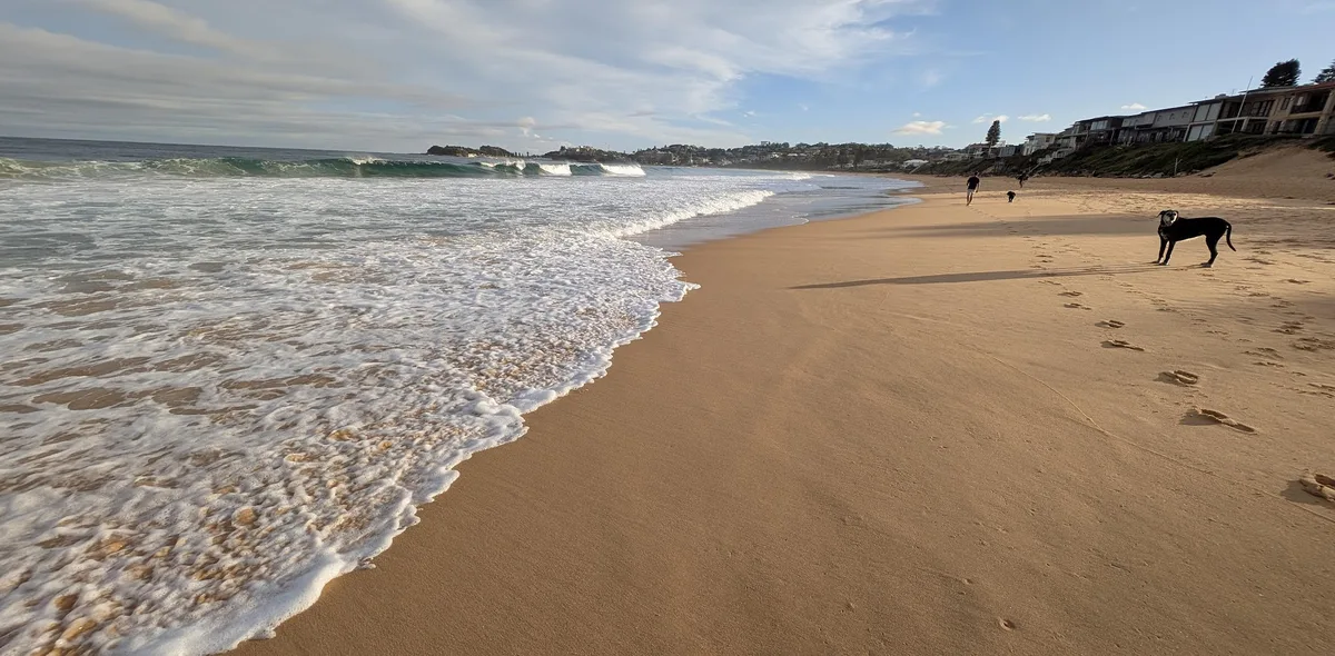Dog and walkers on the sand with waves rolling in at Wamberal