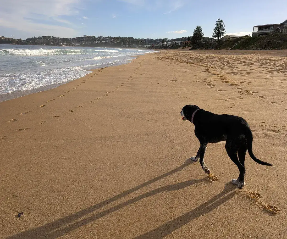 Dog walking along the sand at Wamberal Beach with paw prints trailing behind