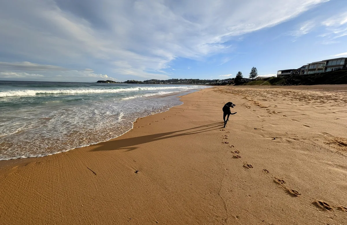 Dog bounding along the sand with Wamberal's hillside houses behind