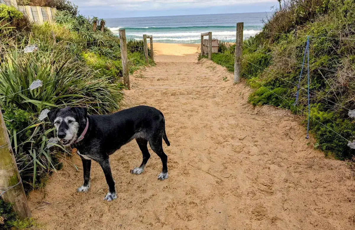 Dog standing on the sandy path leading down to Wamberal Beach
