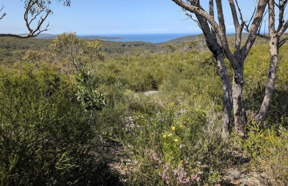 View of the coastline through eucalypts on the Warra Trig track