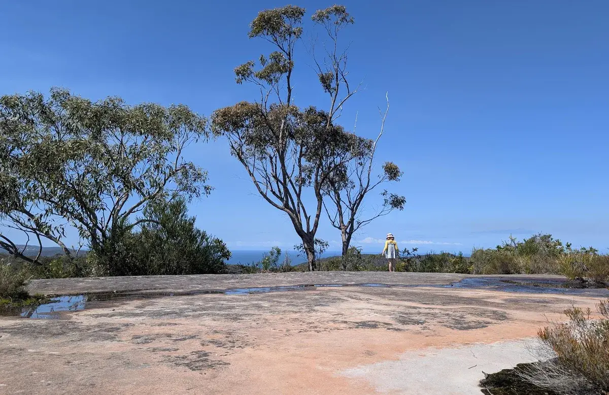 Hiker standing beside a gum tree on the rock platform near Warra Trig with the coast beyond