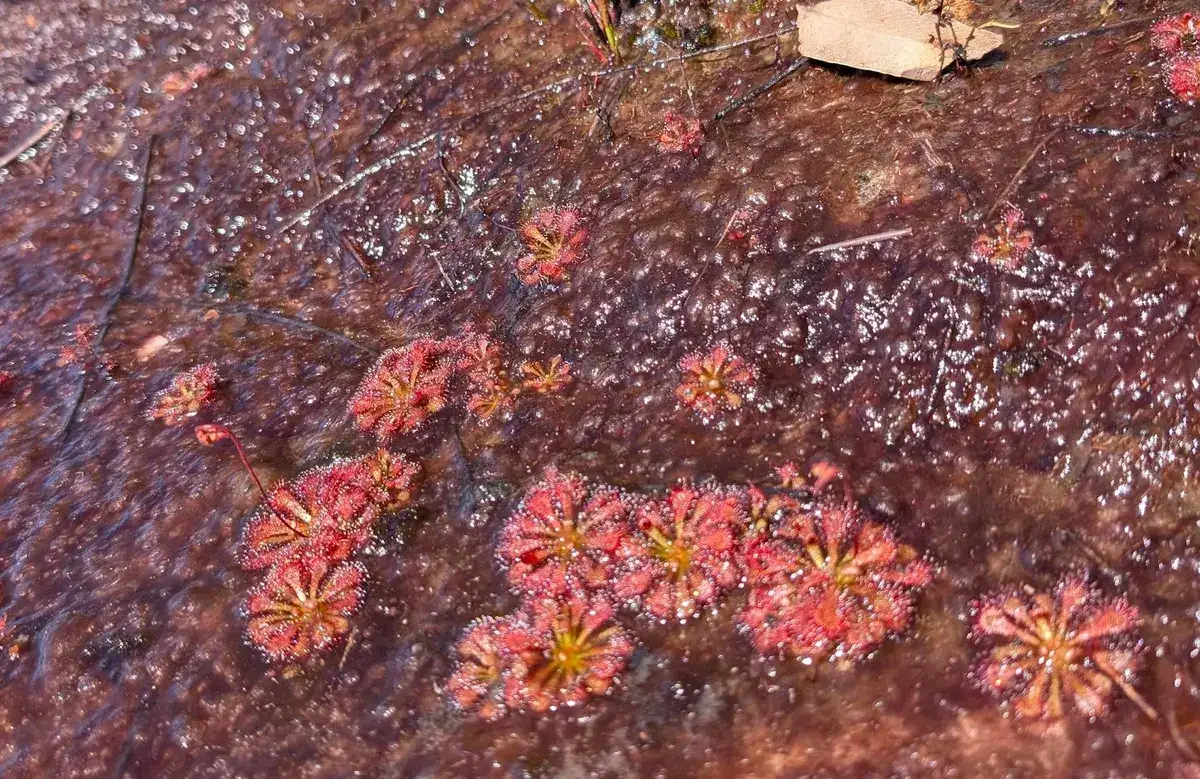 Sundew plants clustered in a damp rock pool near Warra Trig
