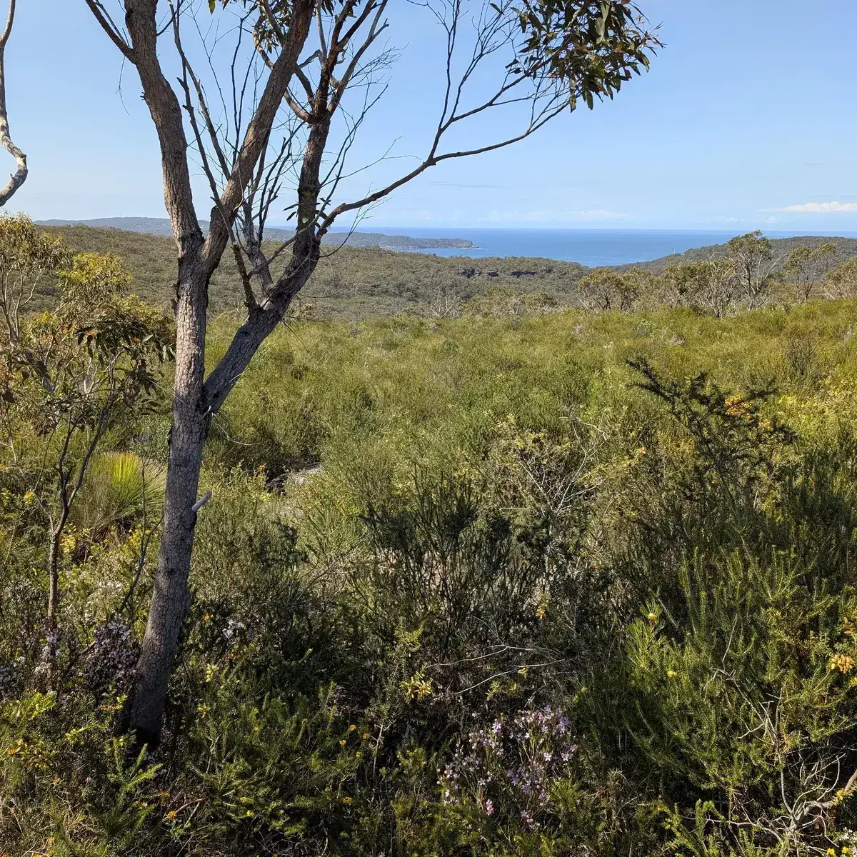 Bushland view toward Patonga from the Warra Trig walking track