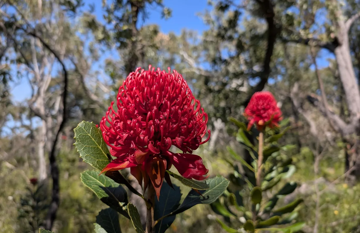 Warratah on the aptly named Warra Trig Road