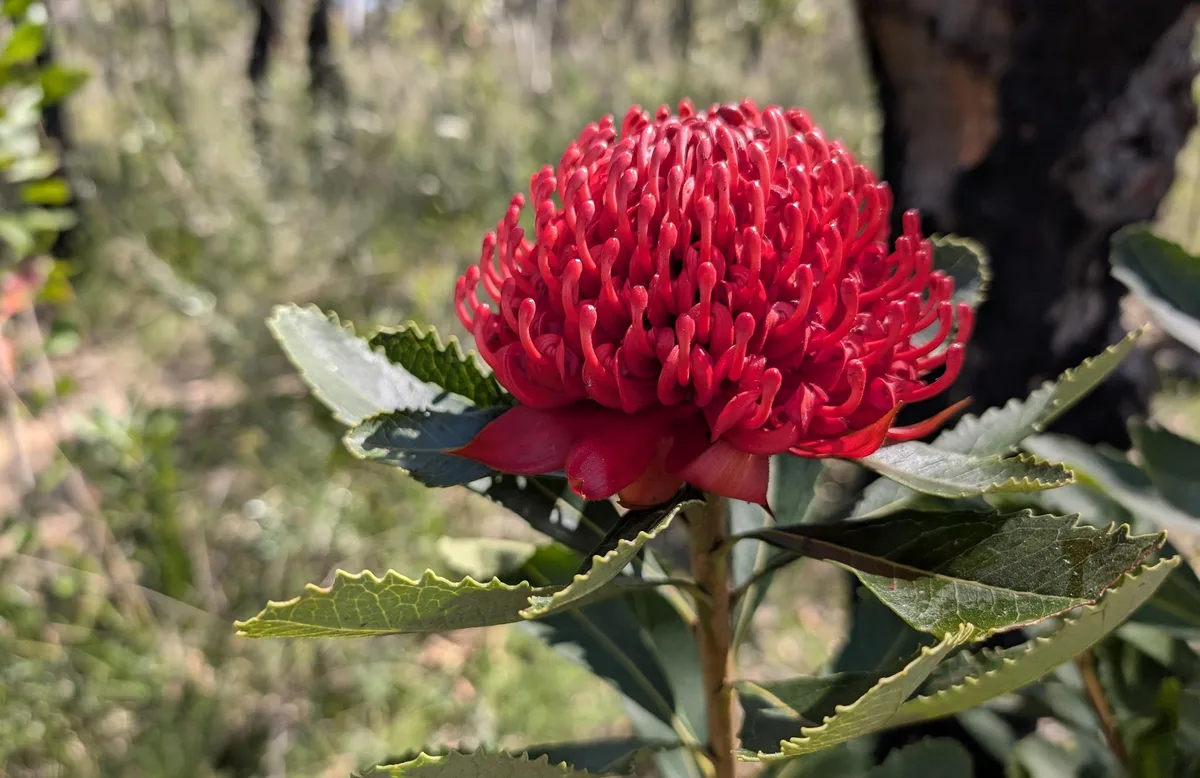 Warratah on the aptly named Warra Trig Road