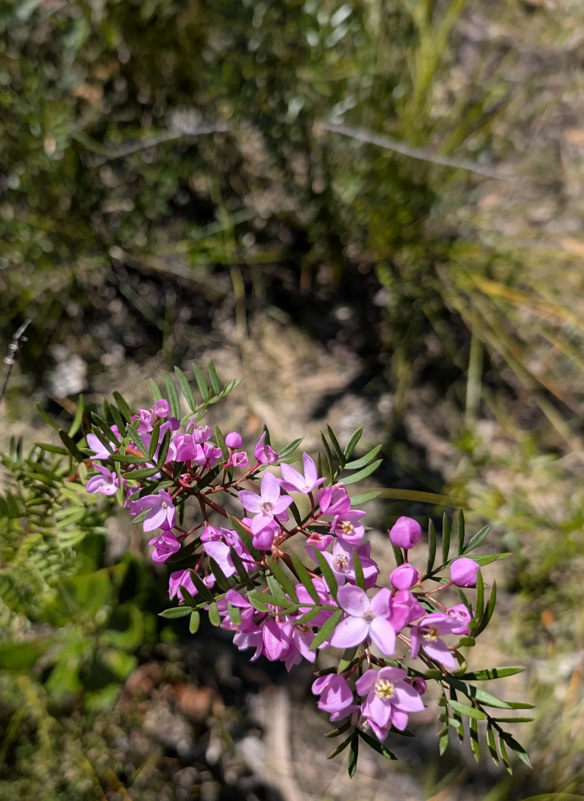 Pink boronia wildflowers blooming beside the Warra Trig track