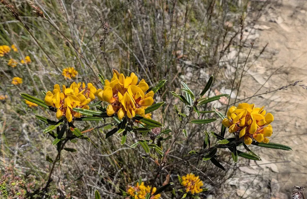 Yellow egg and bacon pea flowers growing along Warra Trig Road
