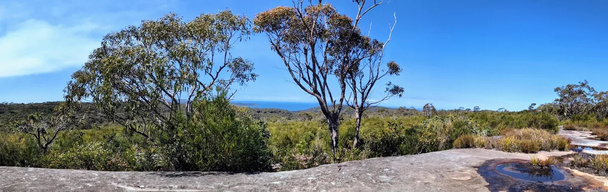 Panoramic view over gum trees and coastal bushland from the Warra Trig rock platform