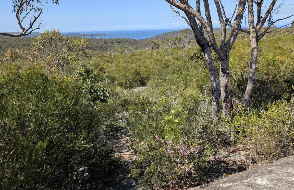 Bushland track opening to an ocean view near the Warra Trig lookout
