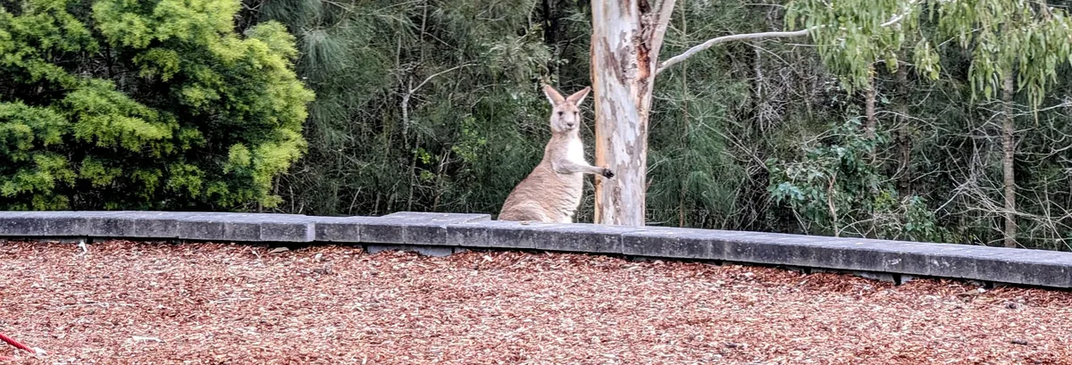 Wyee point the best place for kangaroos