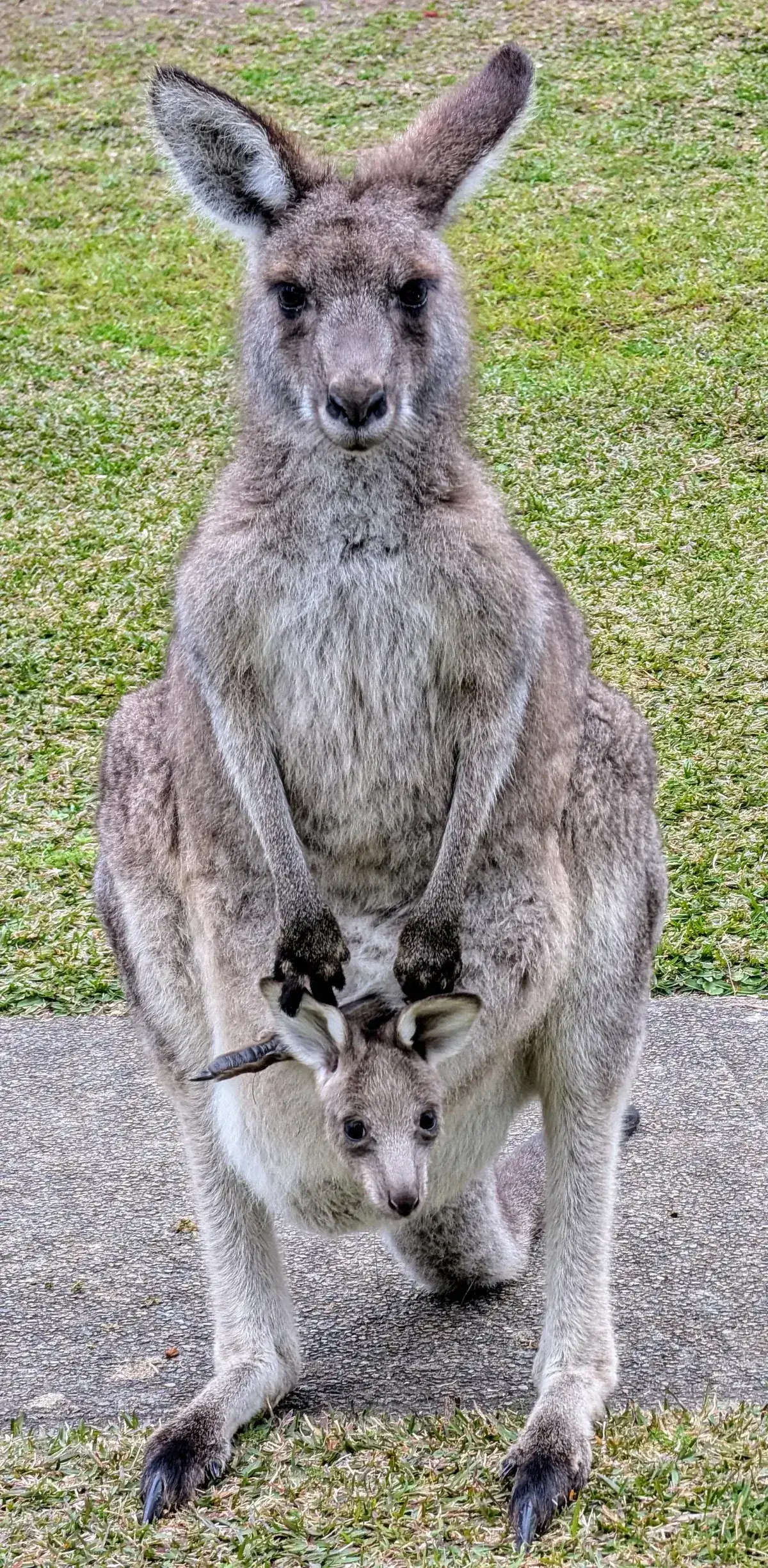 Wyee point the best place for kangaroos