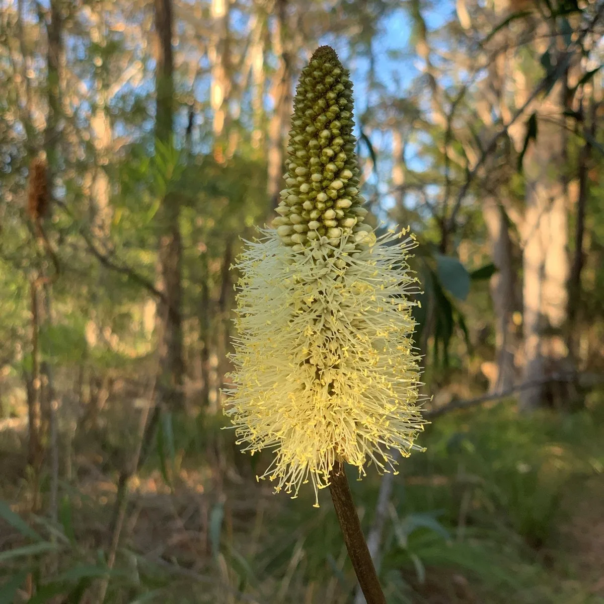 Flowering grass tree spike beside the Wyoming rainforest track