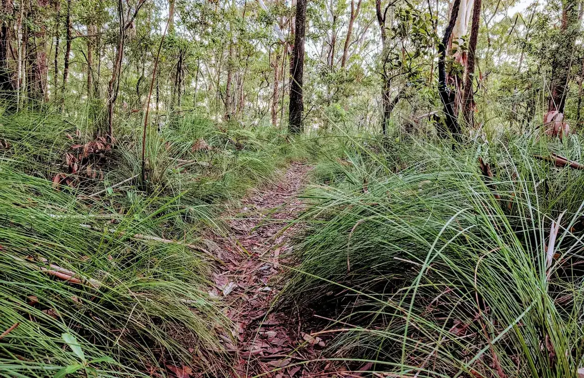 Narrow trail cutting through tall grass tussocks on the Wyoming loop