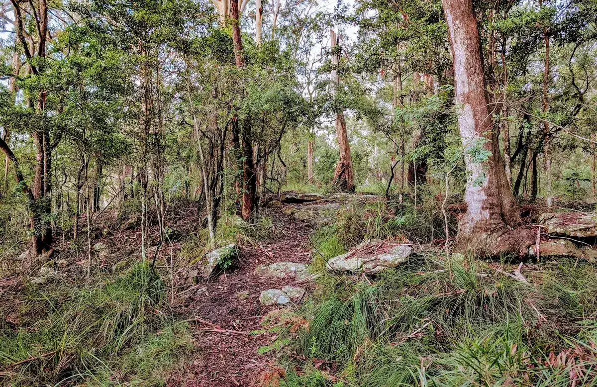 Rocky bushland trail winding through the Wyoming rain forest loop