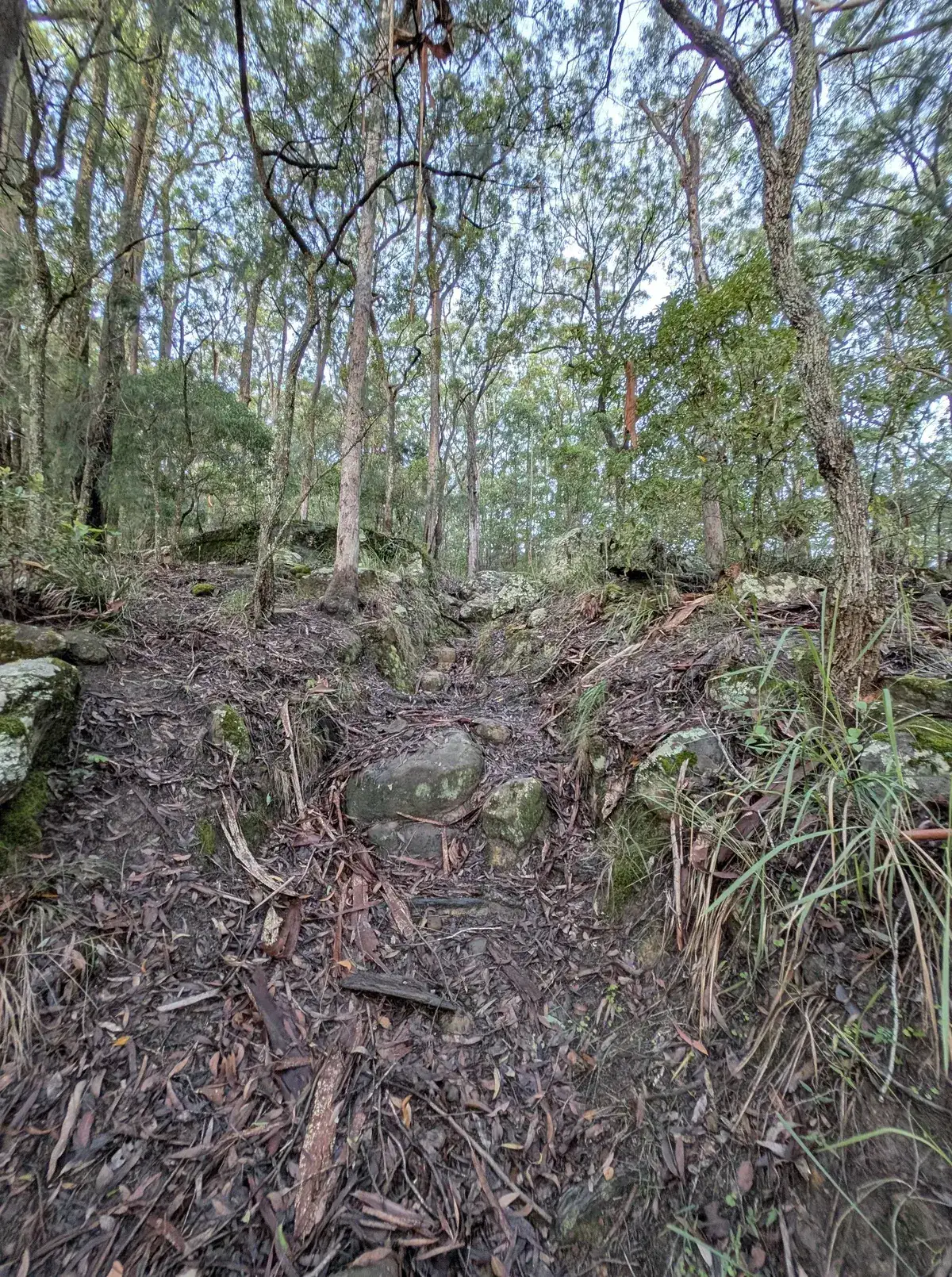 Rock steps descending through a mossy gully on the rainforest loop