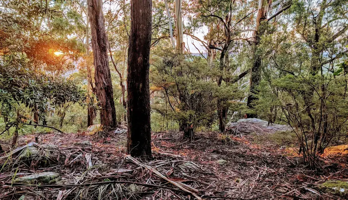 Sunlight filtering through trees at dusk on the Wyoming rainforest track